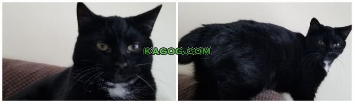 Meet the Marvels: Domestic Short Hair Cats on a Mission to Melt Hearts