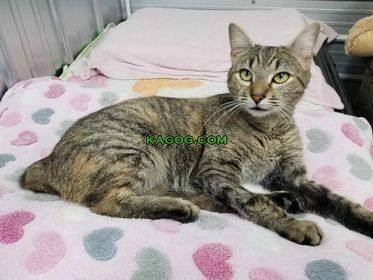 Fia: Your Short-Haired Tabby Mix Ready to Bring Joy to Your Home!