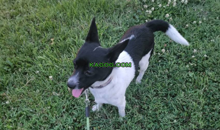 Fox terrier x chihuahua mix, Mixed Breed $ 130