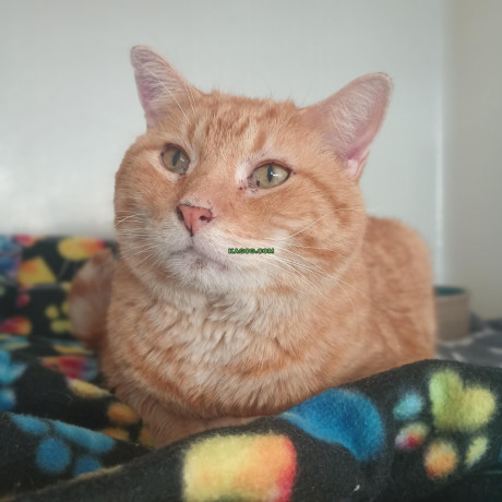 Cat Adoptable habby