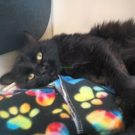 Cats? Possibly! Lasso has not been introduced to cats at the shelter and his history is unknown.