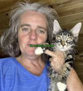 Mainecoons, Mixed Breed OhioWillow Wood