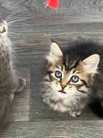 Siberian kitten