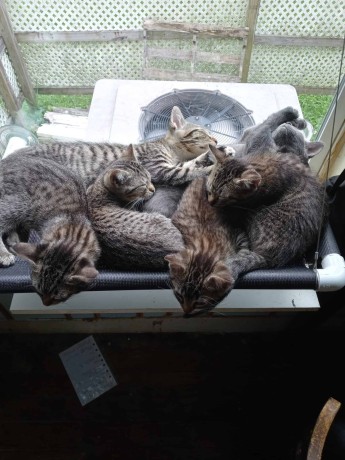 Free kittens and cats