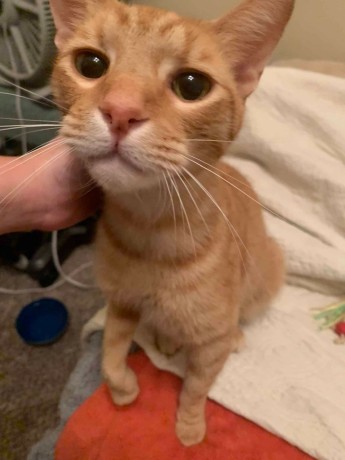 Loving orange cat need to rehome For sale