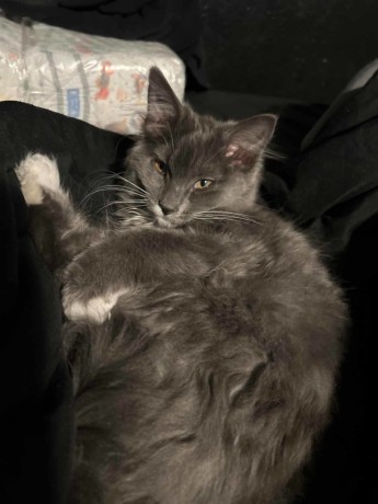 Fluffy Kitten
