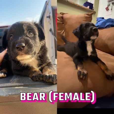 Blue Heeler & Australian Shepherd