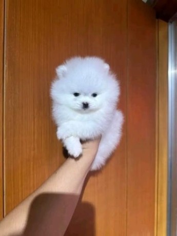 Two Awesome T-Cup Pomeranian Puppies