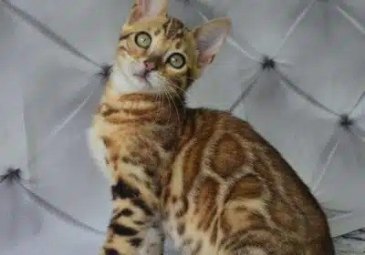 Brown Bengal girl