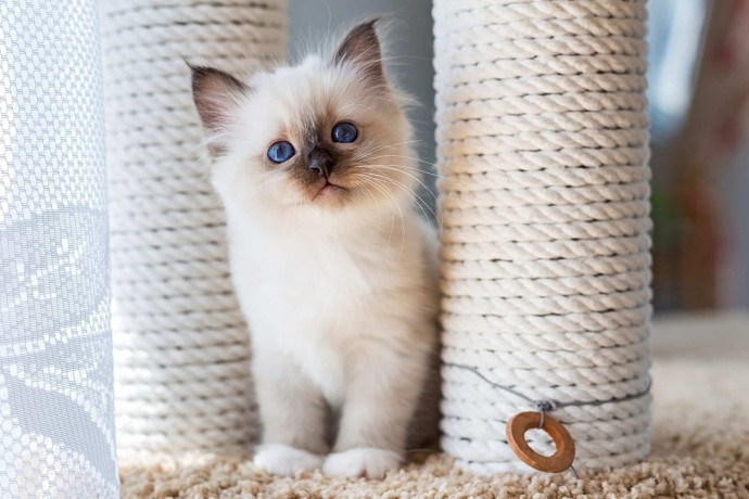 Birman kittens ready text at (540) 254-7493