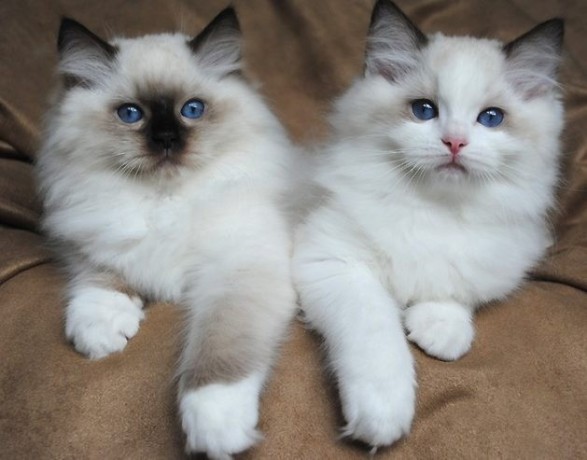 Home Raised Ragdoll Kittens for sale