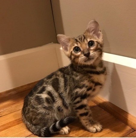 Bengal Kittens