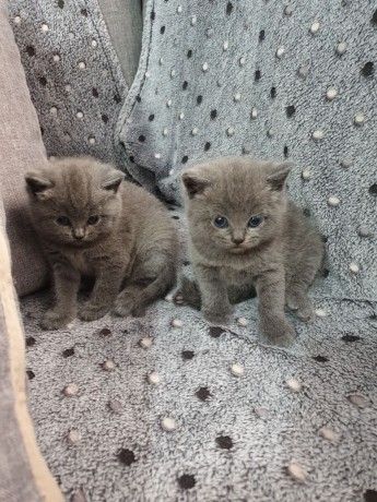 Show Class TICA/GCCF Reg Scottish Fold Straight For Sell