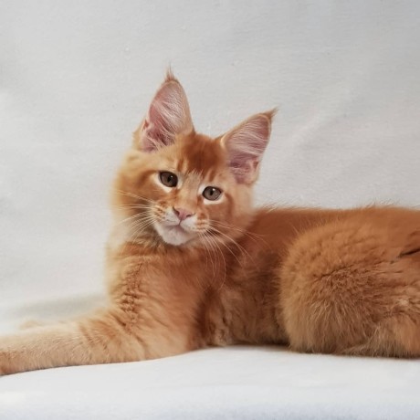 Maine coon cats
