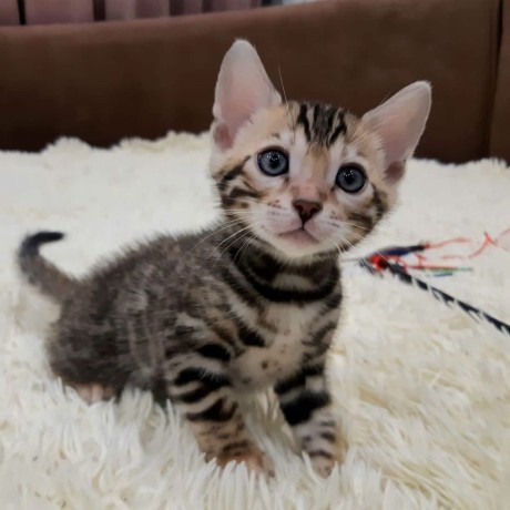2 Bengal kitten Ready for New Home