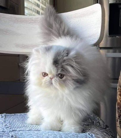 Persian kittens for sale