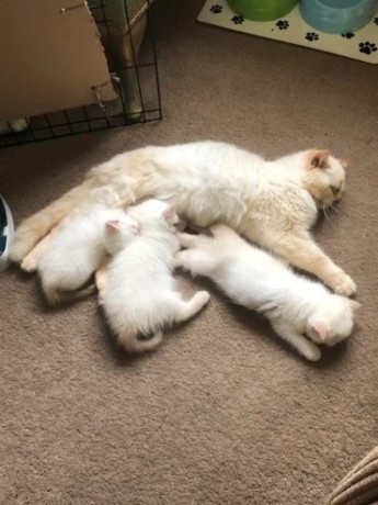 Exotic Persian Colourpoint Kittens for sale