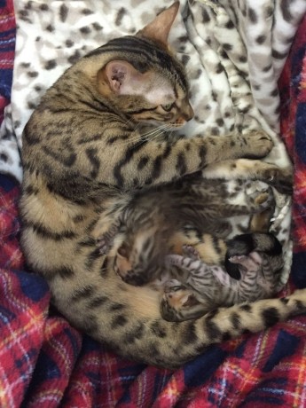 Bengal Kitten For Sale